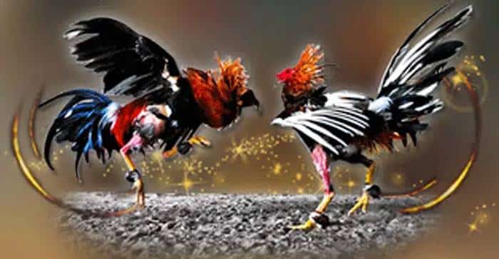 ไก่ชนออนไลน์สด เครดิตฟรี ไก่ชนออนไลน์สด เครดิตฟรี
